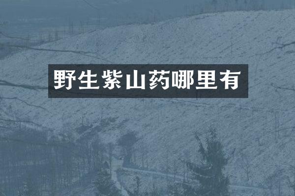 野生紫山药哪里有