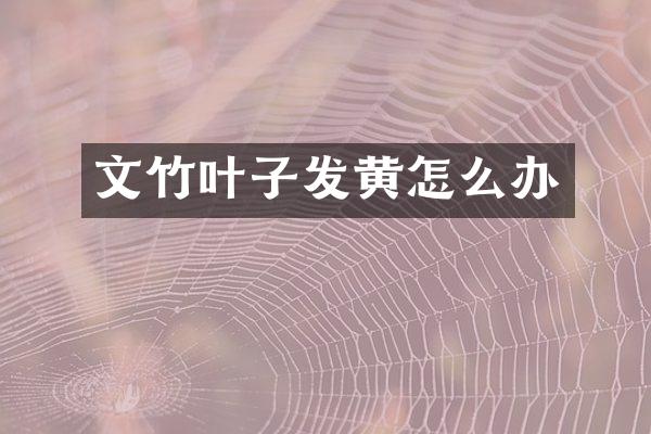 文竹叶子发黄怎么办