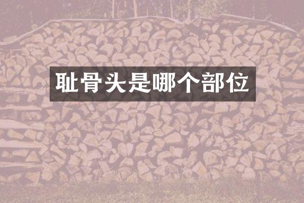 耻骨头是哪个部位