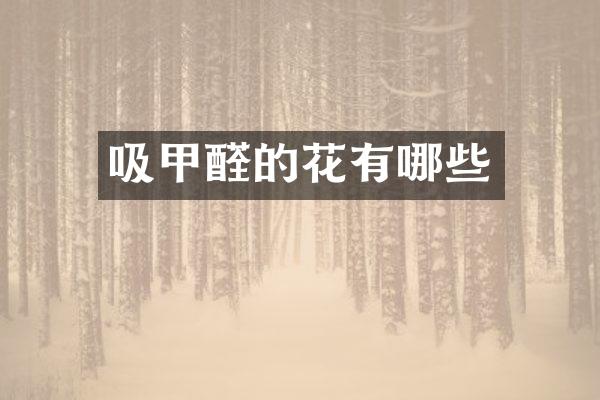 吸甲醛的花有哪些