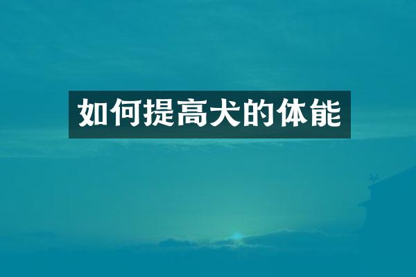 如何提高犬的体能