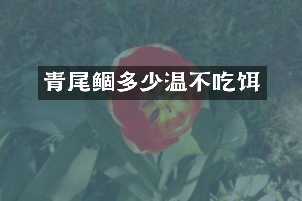 青尾鲴多少温不吃饵