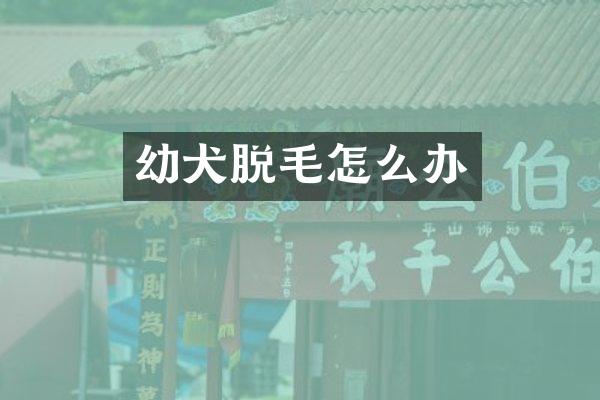 幼犬脱毛怎么办