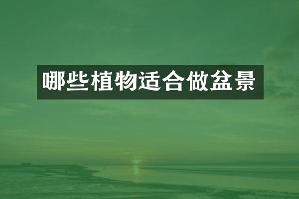 哪些植物适合做盆景