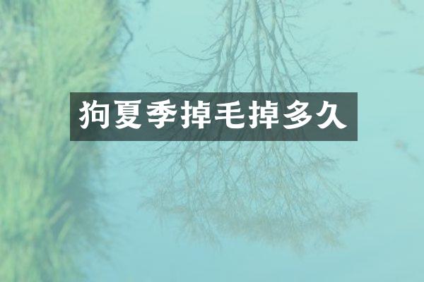 狗夏季掉毛掉多久