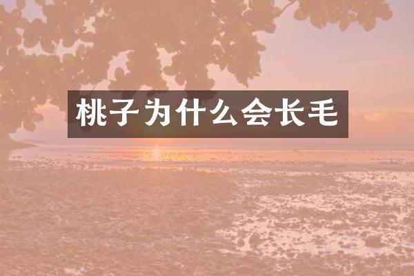 桃子为什么会长毛