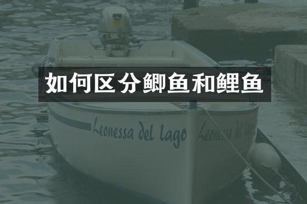 如何区分鲫鱼和鲤鱼