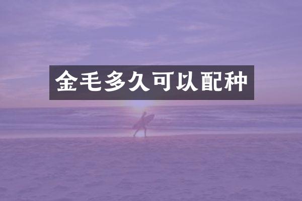 金毛多久可以配种