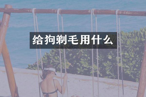 给狗剃毛用什么