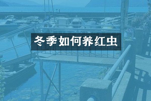 冬季如何养红虫