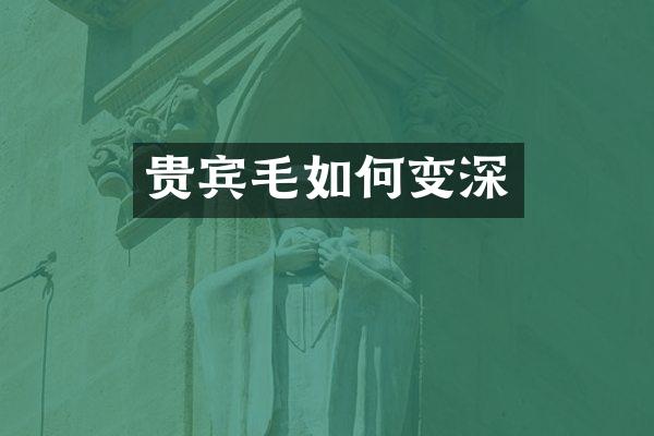贵宾毛如何变深