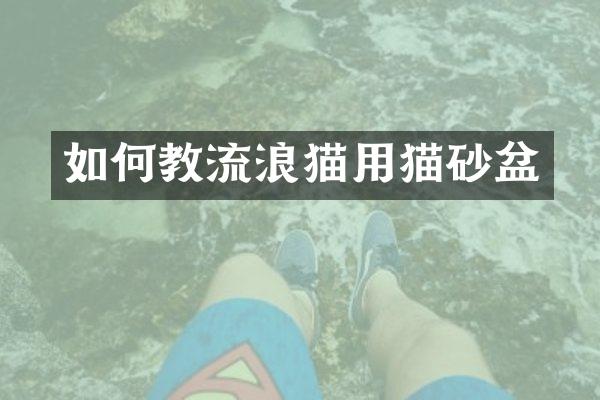 如何教流浪猫用猫砂盆