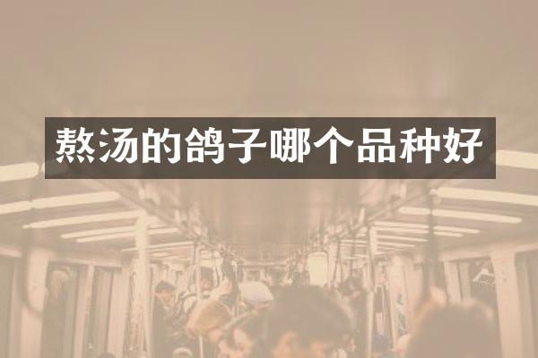 熬汤的鸽子哪个品种好