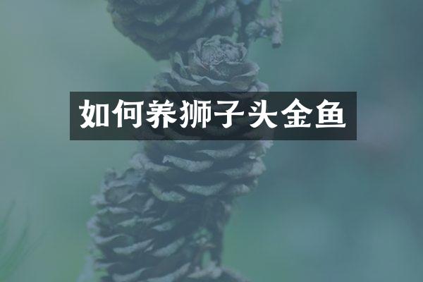 如何养狮子头金鱼