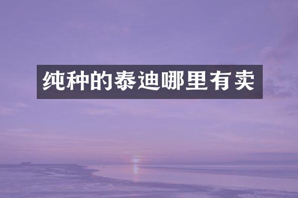 纯种的泰迪哪里有卖