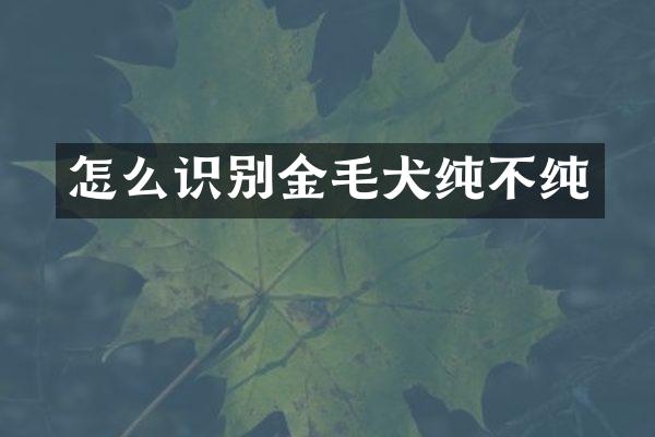 怎么识别金毛犬纯不纯