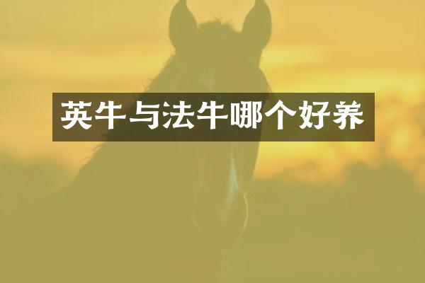 英牛与法牛哪个好养