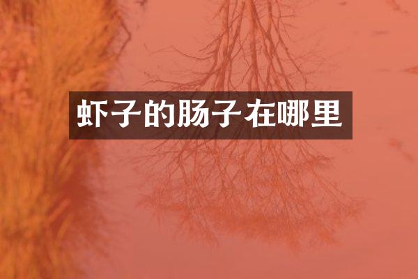 虾子的肠子在哪里