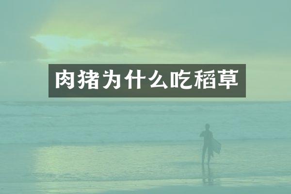 肉猪为什么吃稻草