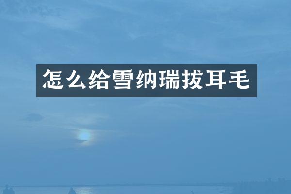 怎么给雪纳瑞拔耳毛