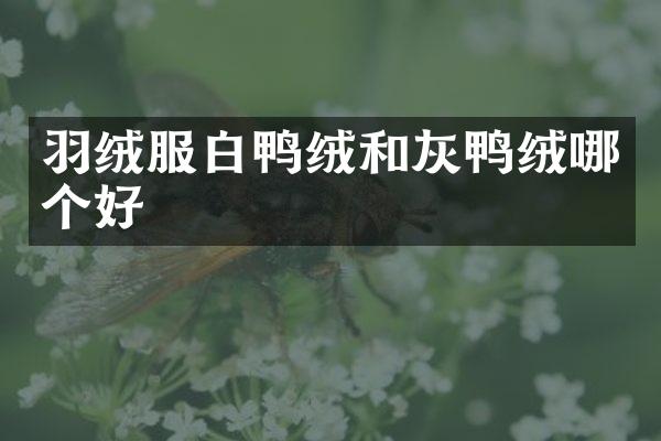 羽绒服白鸭绒和灰鸭绒哪个好