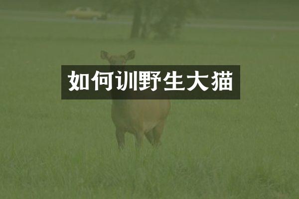 如何训野生大猫