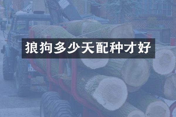 狼狗多少天配种才好