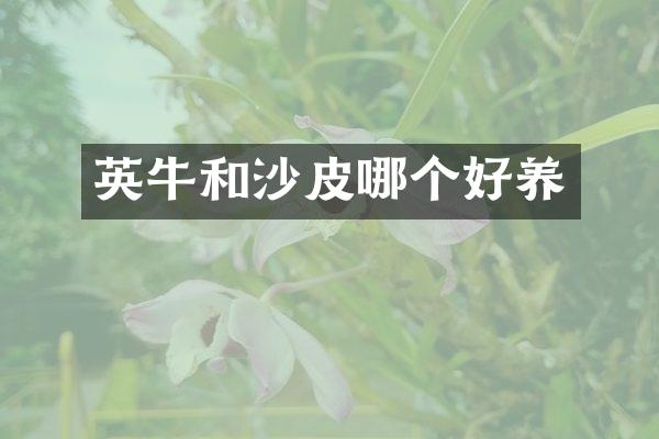英牛和沙皮哪个好养