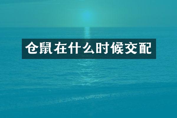 仓鼠在什么时候交配