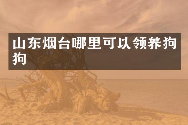 山东烟台哪里可以领狗