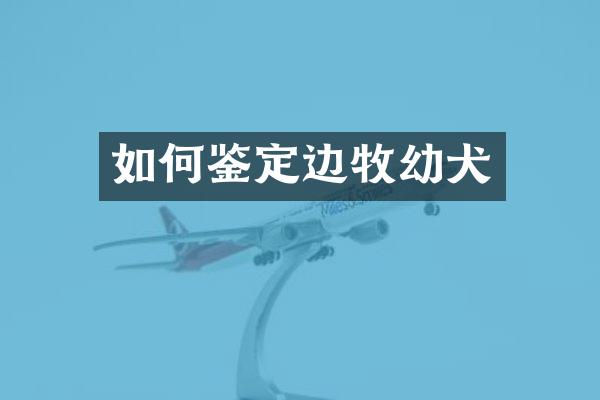 如何鉴定边牧幼犬