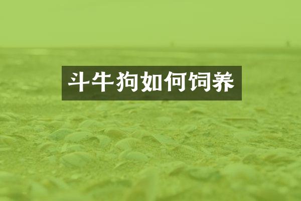 斗牛狗如何饲养