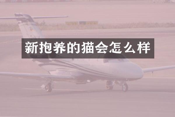 新抱养的猫会怎么样