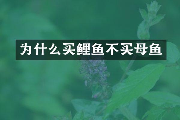 为什么买鲤鱼不买母鱼