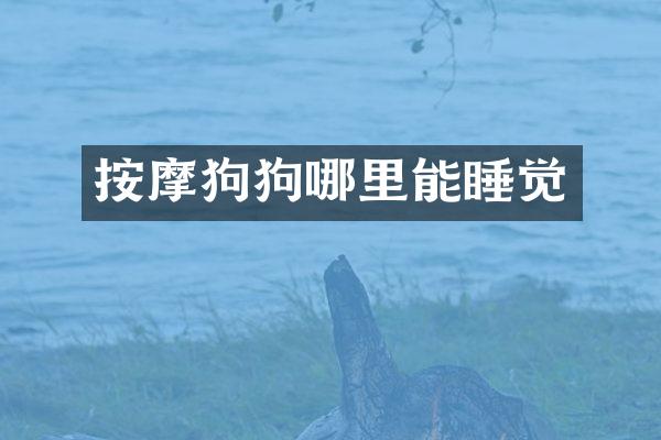 按摩狗狗哪里能睡觉