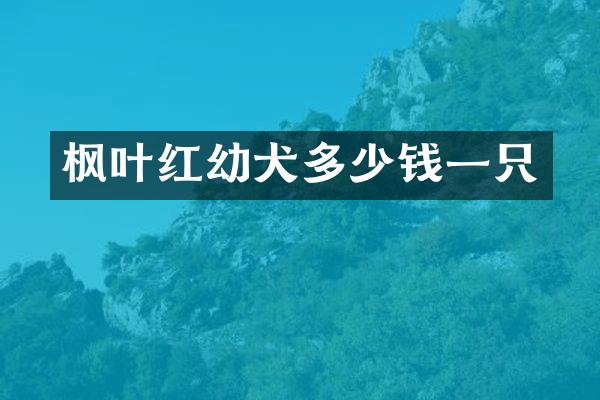 枫叶红幼犬多少钱一只