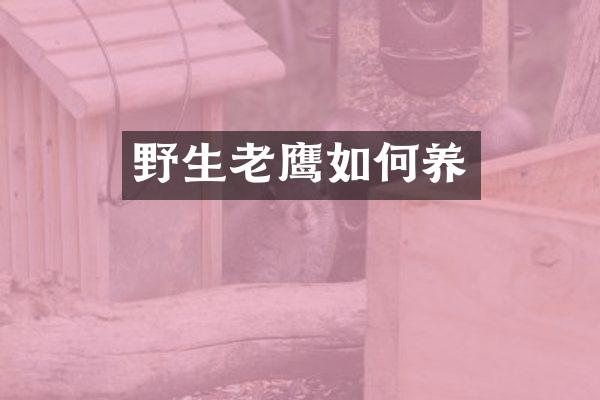 野生老鹰如何养