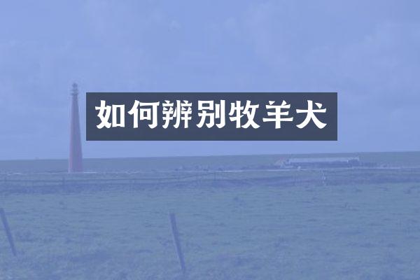 如何辨别牧羊犬