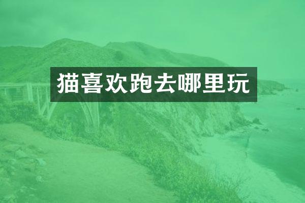 猫喜欢跑去哪里玩