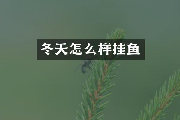 冬天怎么样挂鱼