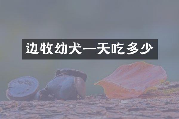 边牧幼犬一天吃多少