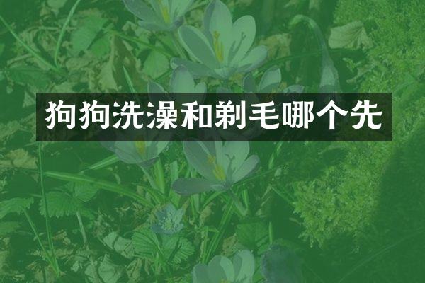 狗狗洗澡和剃毛哪个先