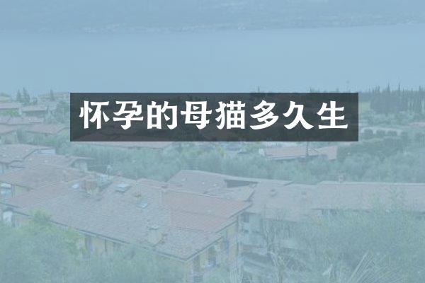 怀孕的母猫多久生