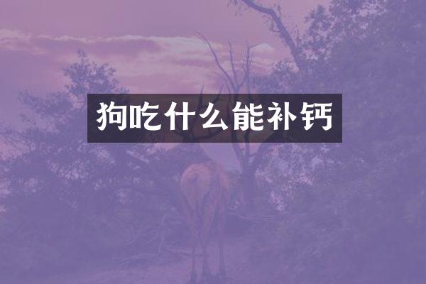 狗吃什么能补钙