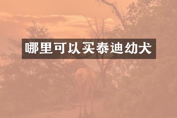 哪里可以买泰迪幼犬