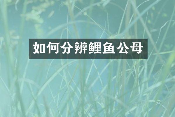 如何分辨鲤鱼公母
