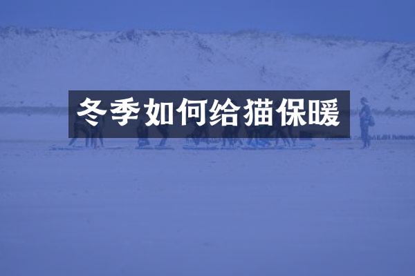 冬季如何给猫保暖