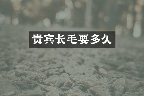 贵宾长毛要多久