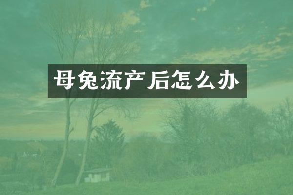 母兔流产后怎么办