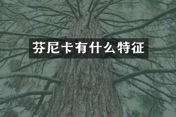 芬尼卡有什么特征